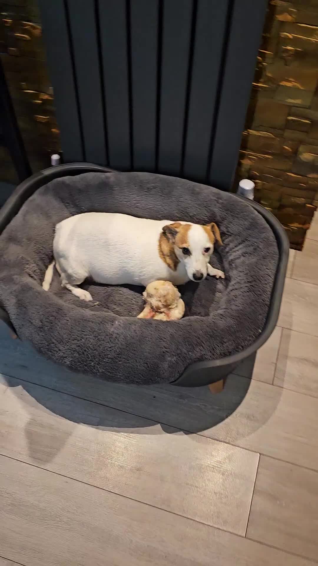 Jack Russell dogs for sale: Jack Russell girl free - Video 1
