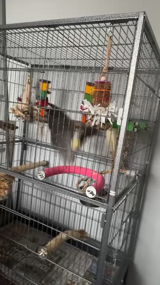Cockatiels birds for sale: 2 gorgeous cockatiels - Video 2