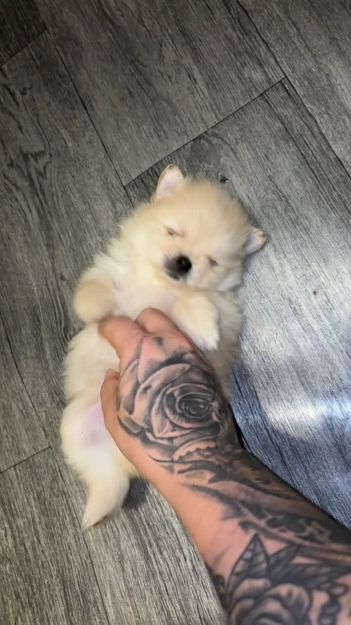 Pomeranian dogs for sale: Pomeranian puppies - Video 1