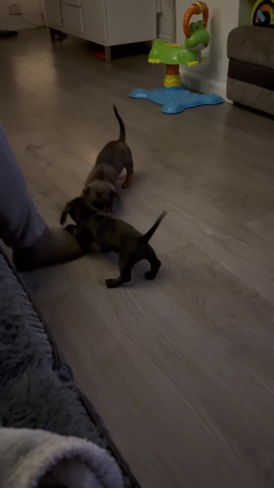 Miniature Dachshund dogs for sale: Beautiful boys 🩵 - Video 1