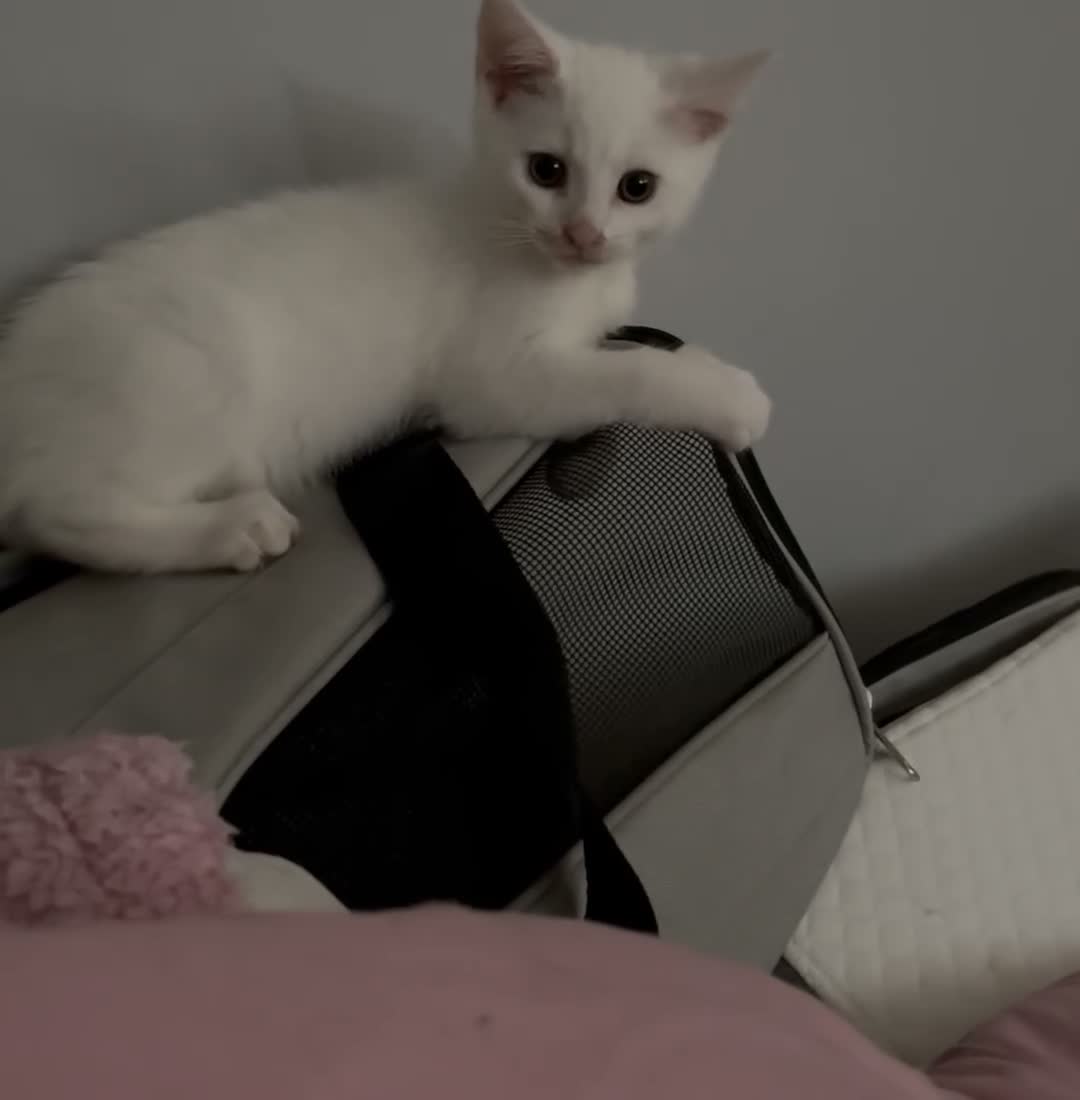 Mixed Breed cats for sale: Male kitten - Video 2