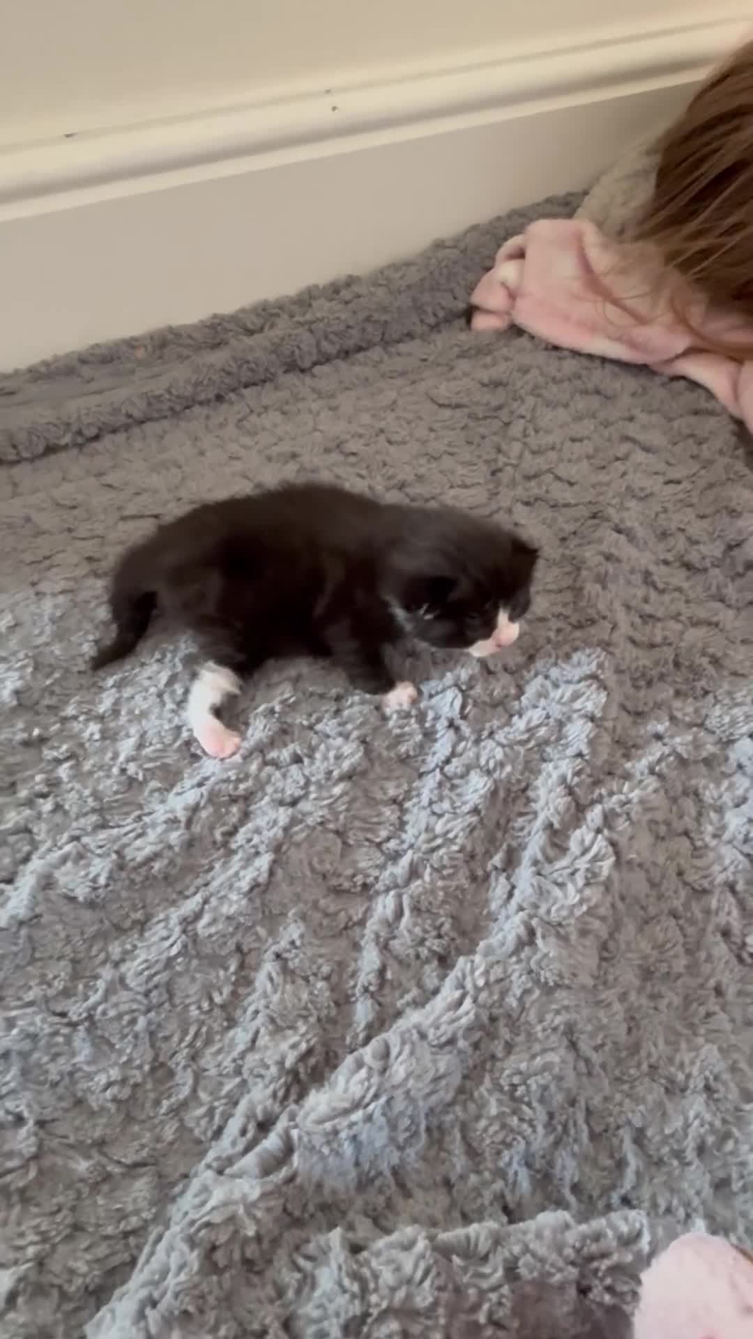 Mixed Breed cats for sale: Little boy cross breed  - Video 1