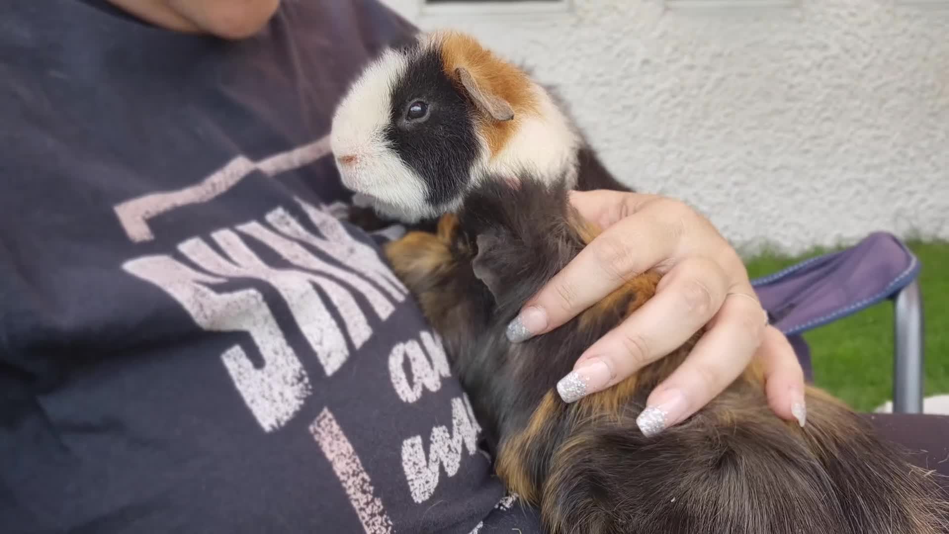 Guinea Pig rodents for sale: 2 male guinea pigs  - Video 1