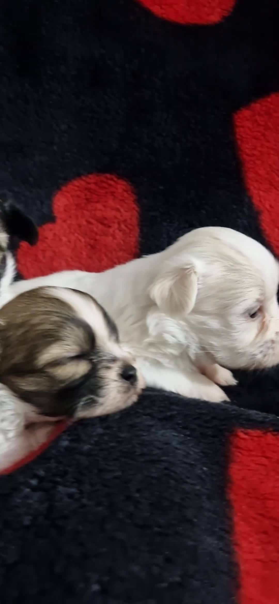 Mixed Breed dogs for sale: Bichon havaneze! - Video 1