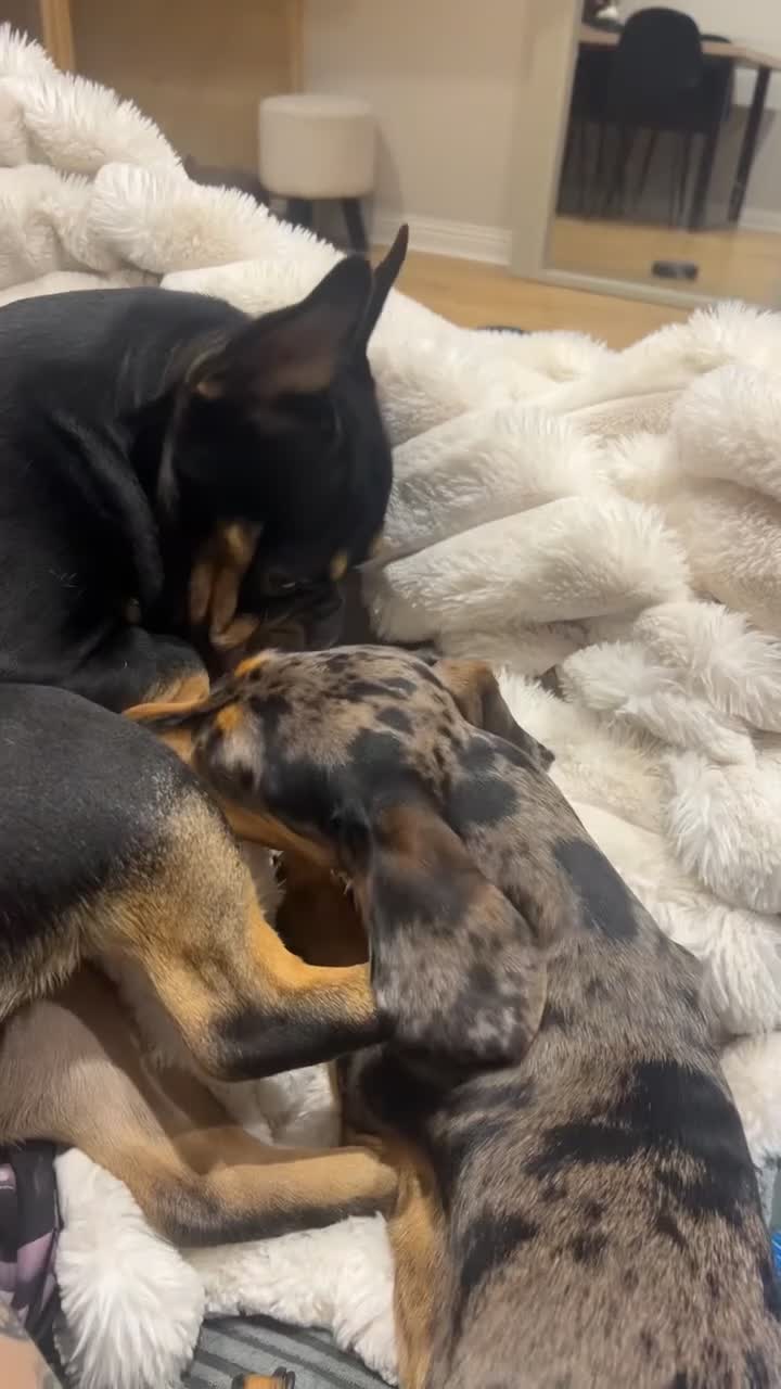 French Bulldog dogs for sale: Black and Tan French Bulldog in Aldershot - Video 1