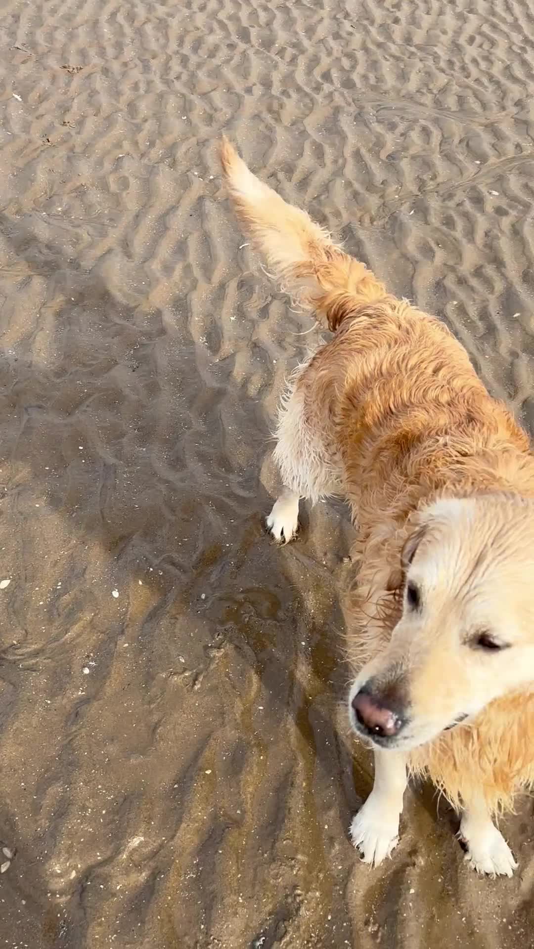 Golden Retriever dogs for stud: Extremely handsome boy in Southport - Video 1