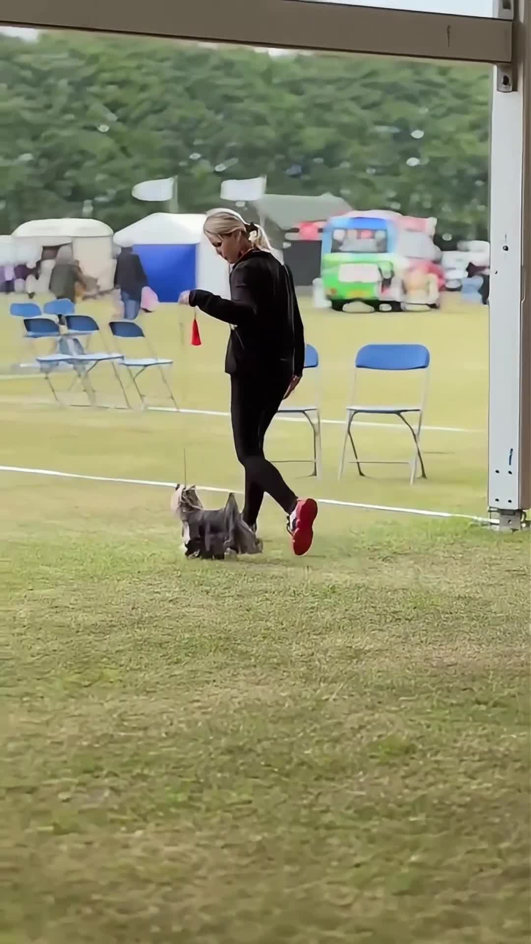 Yorkshire Terrier dogs for stud: Miniature Show boy  1,8 kg !  in Camberley - Video 1