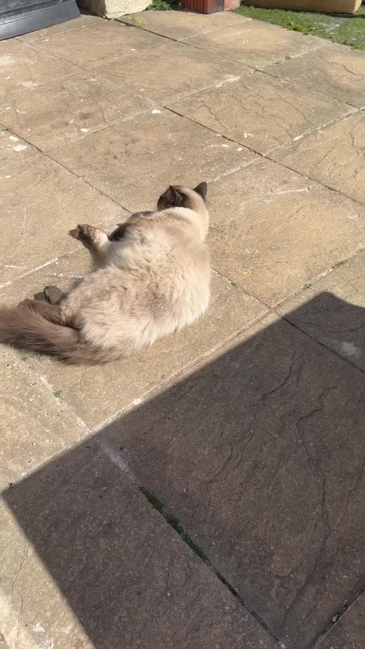 Ragdoll cats for sale: Ragdoll boy - Video 1