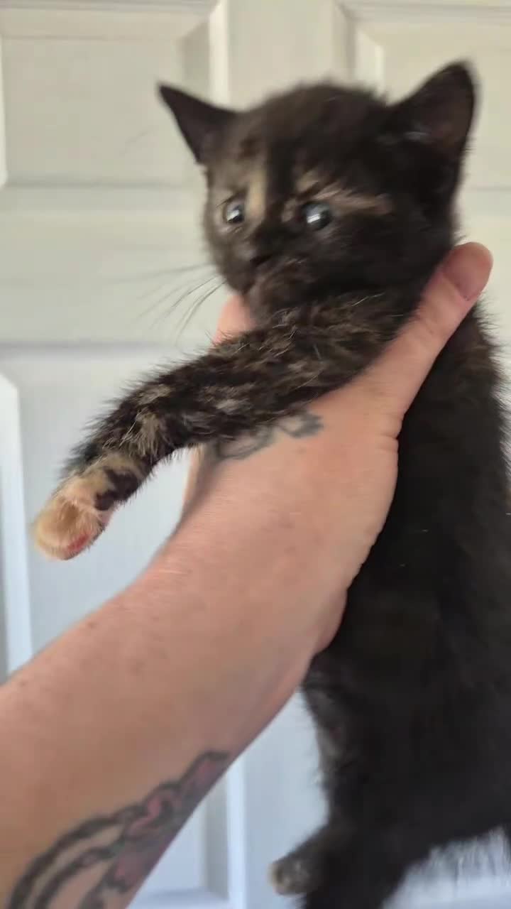 Mixed Breed cats for sale: Kittens - Video 3