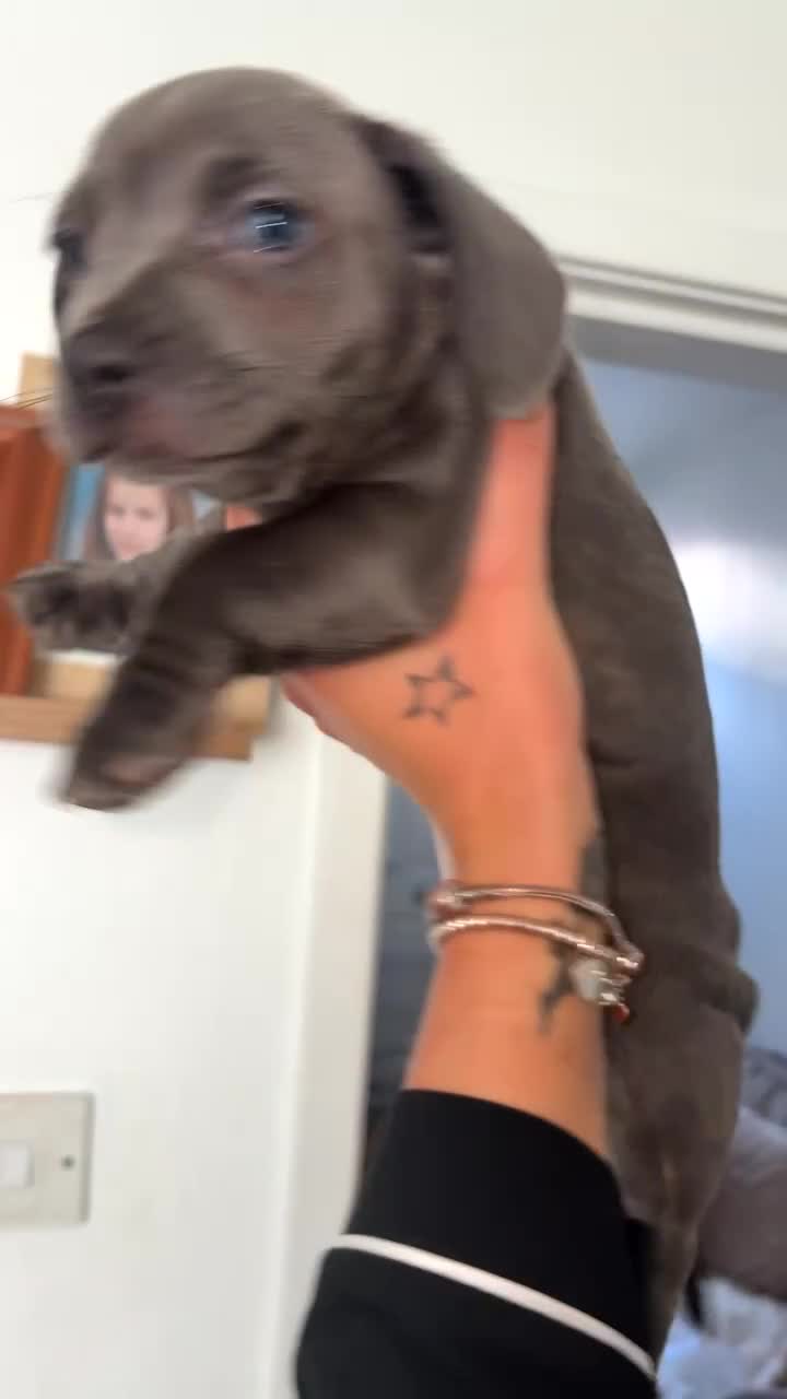 Mixed Breed dogs for sale: French wiener  - Video 1