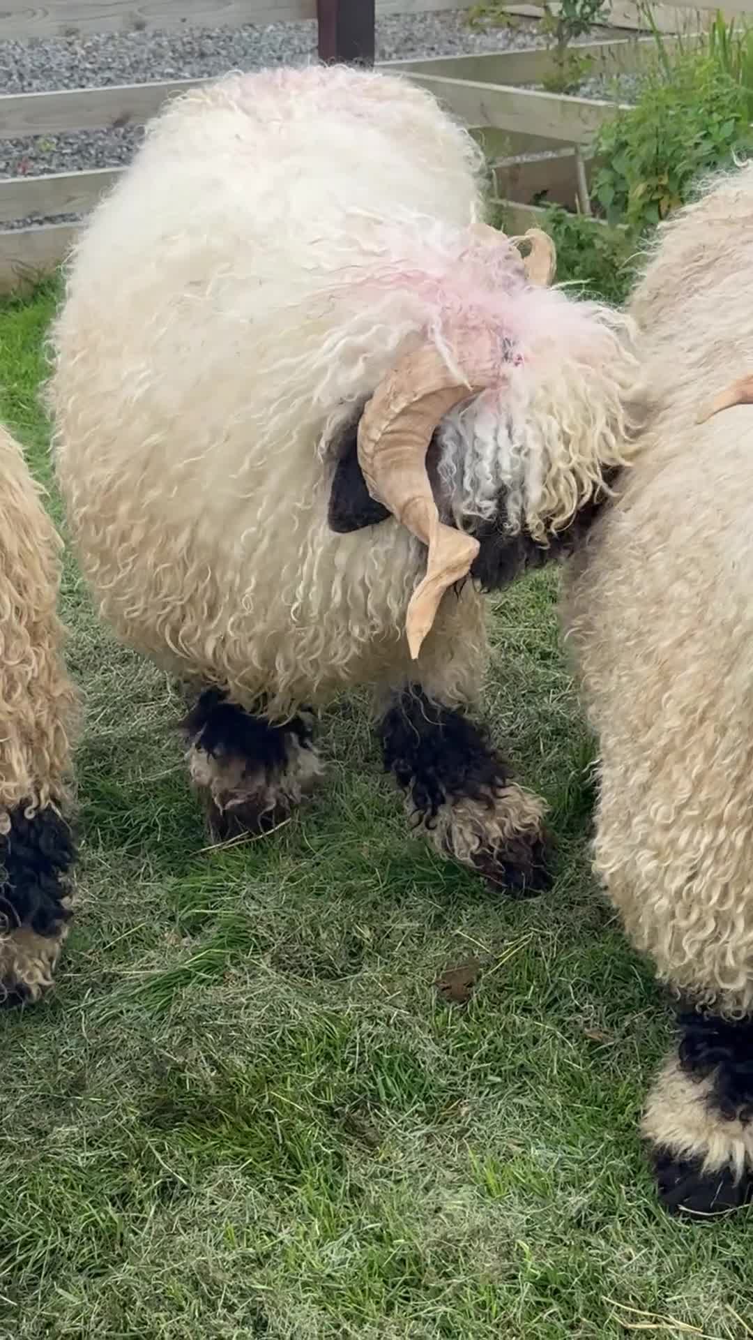 Sheep livestock for sale: Beautiful perfectly marked Valais Blacknose ram in Crewe - Video 3