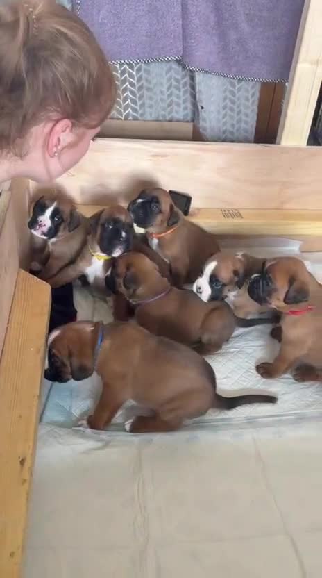 Boxer dogs for sale: Beautiful, KC registerd boxer puppies for sale - Video 1