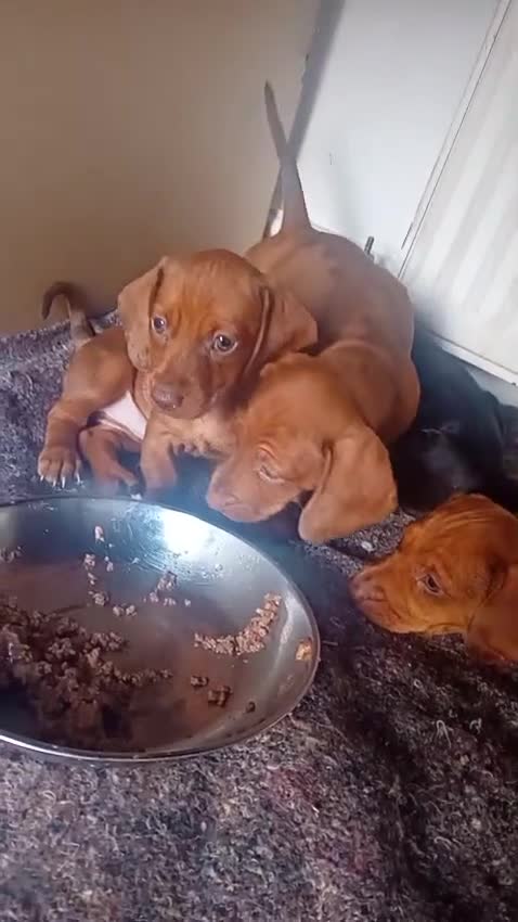 Dachshund dogs for sale: 4 Dachshund puppies !! - Video 1