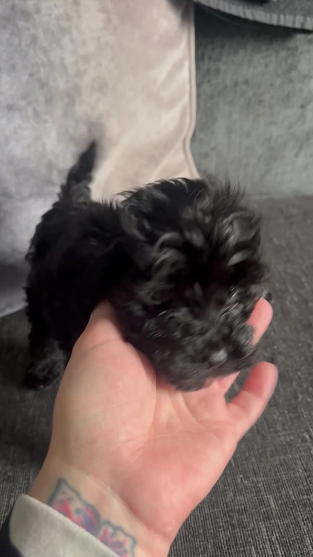 Cockapoo dogs for sale: Cockapoo - Video 1