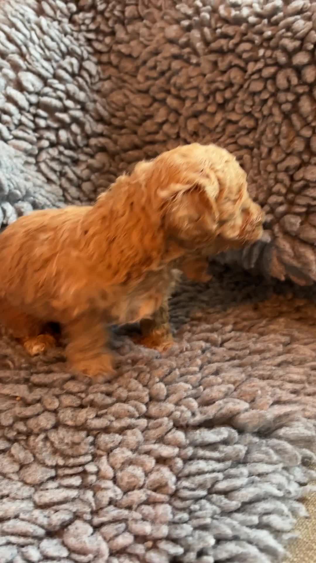 Cavapoo dogs for sale: Beautiful cavapoo puppies from a family home - Video 1