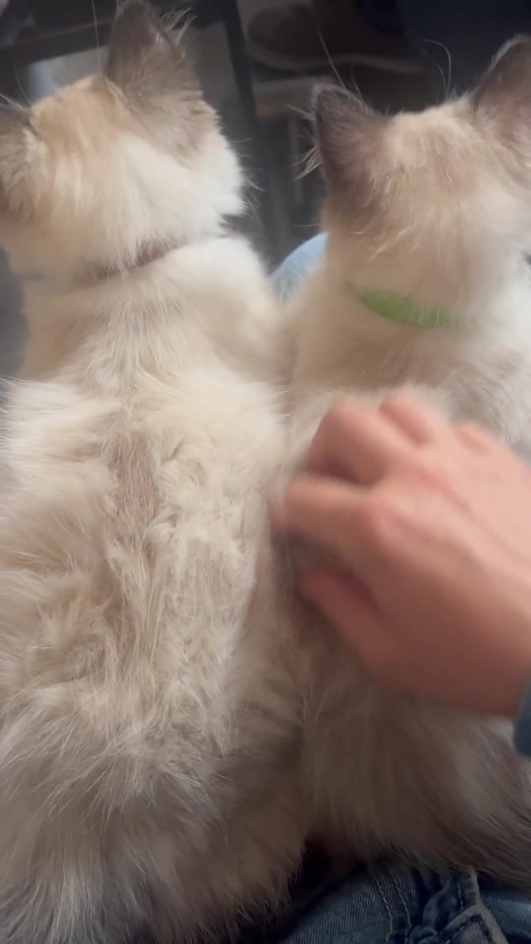 Ragdoll cats for sale: 1 LOVING RAGDOLL BOY is WAITING FOR LOVING HOME - Video 4