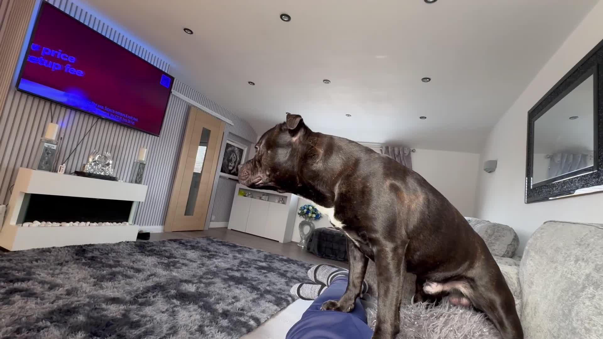 Staffordshire Bull Terrier dogs for stud: Arther - Video 3