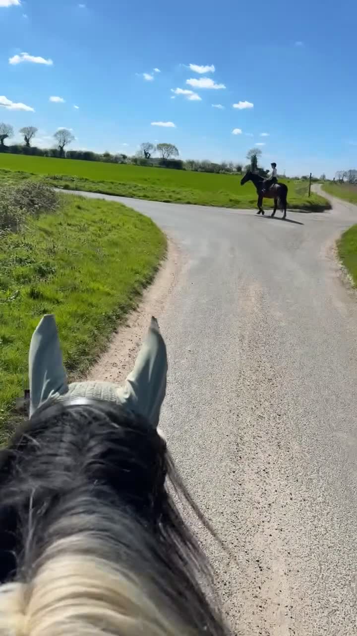 Irish Cob horses for sale: Traditional cob Rosie  in North Walsham - Video 3