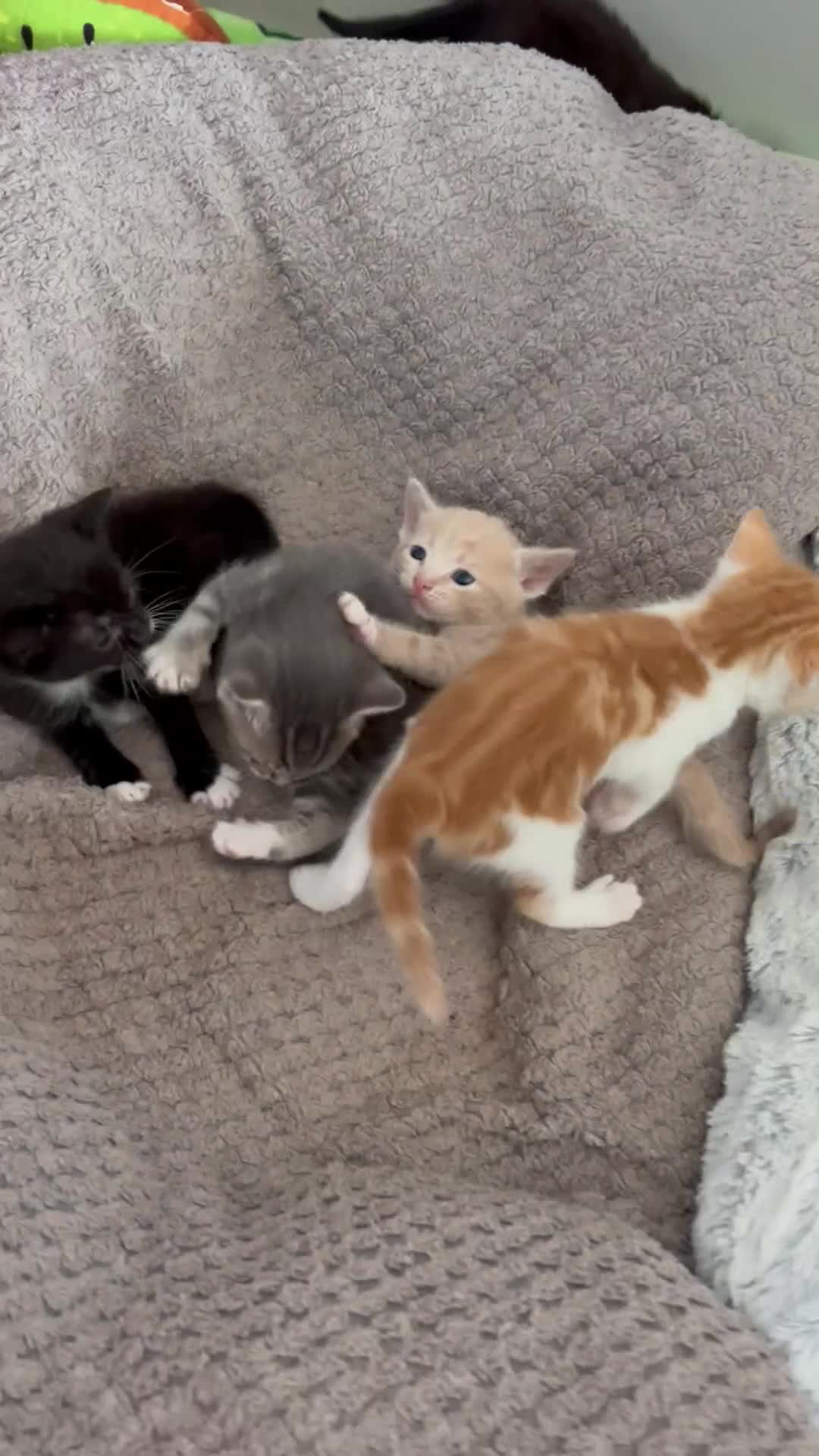 Mixed Breed cats for sale: Kittens for Sale £185 - Video 2