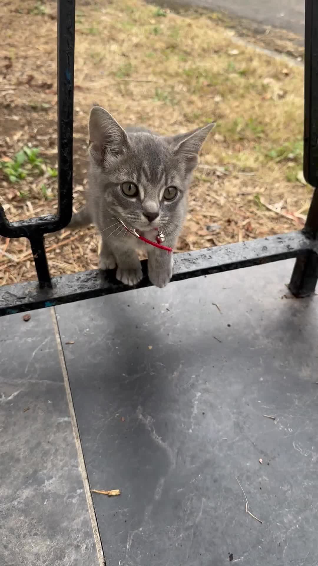 British Shorthair cats for sale: Kittens Ready Mixed British shorthair+Russian Blue - Video 3
