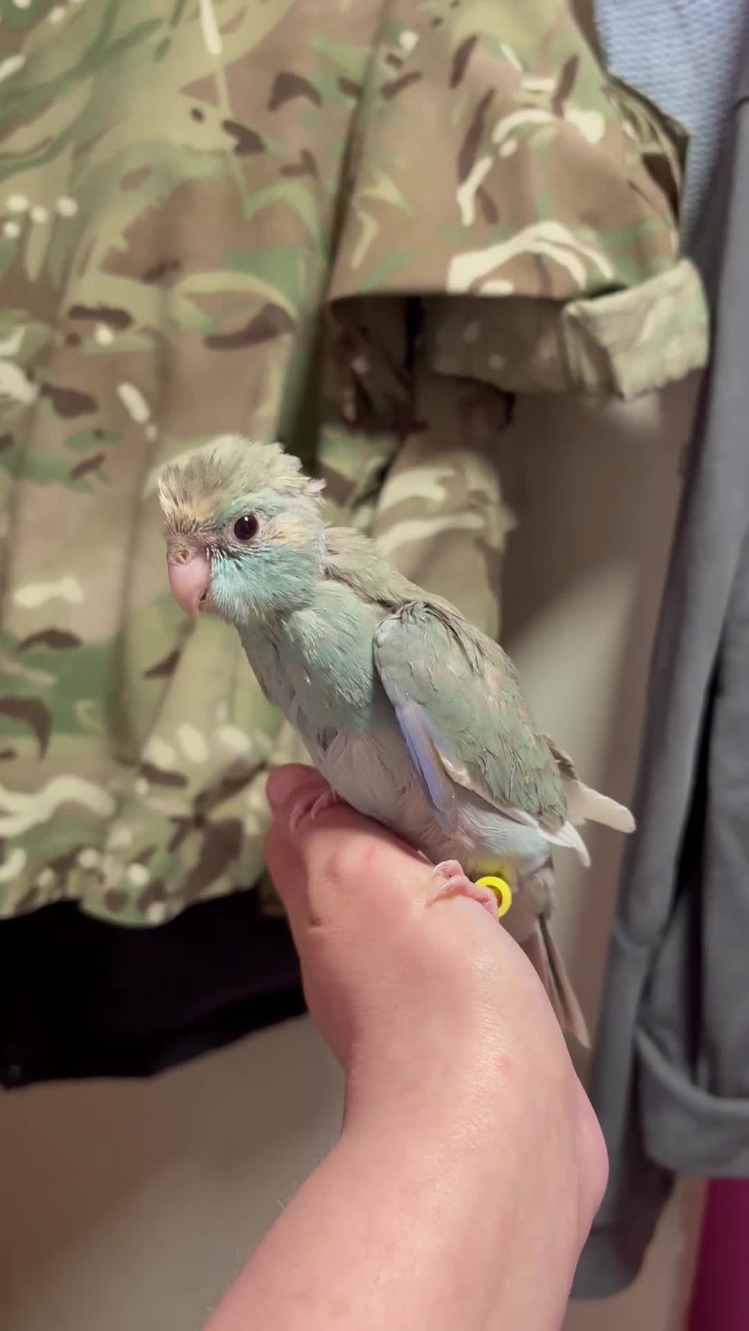 Parakeets birds for sale: Hand reared and hand tame Kakariki - Video 3