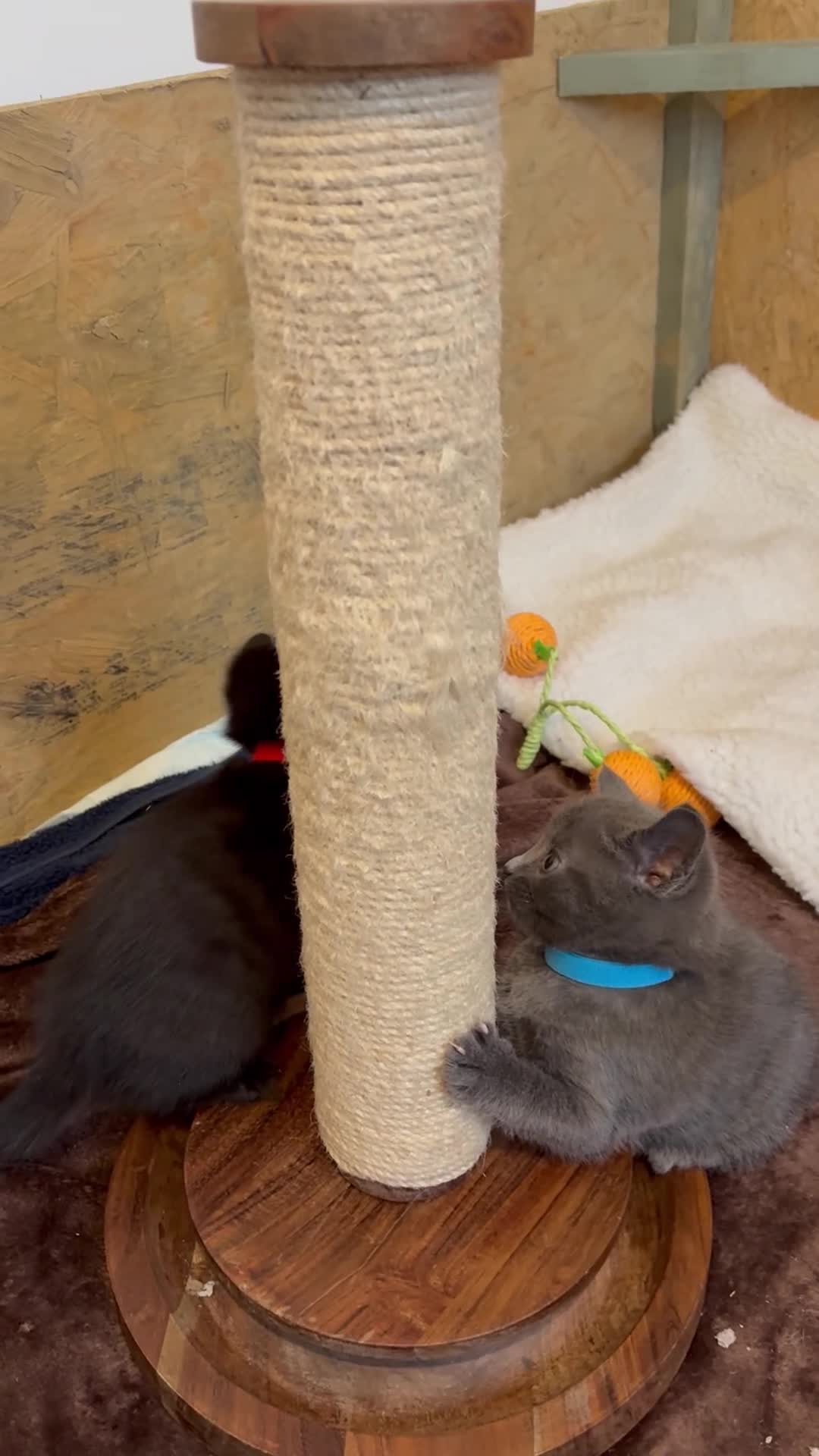 British Shorthair cats for sale: British shorthair cross kittens - Video 4