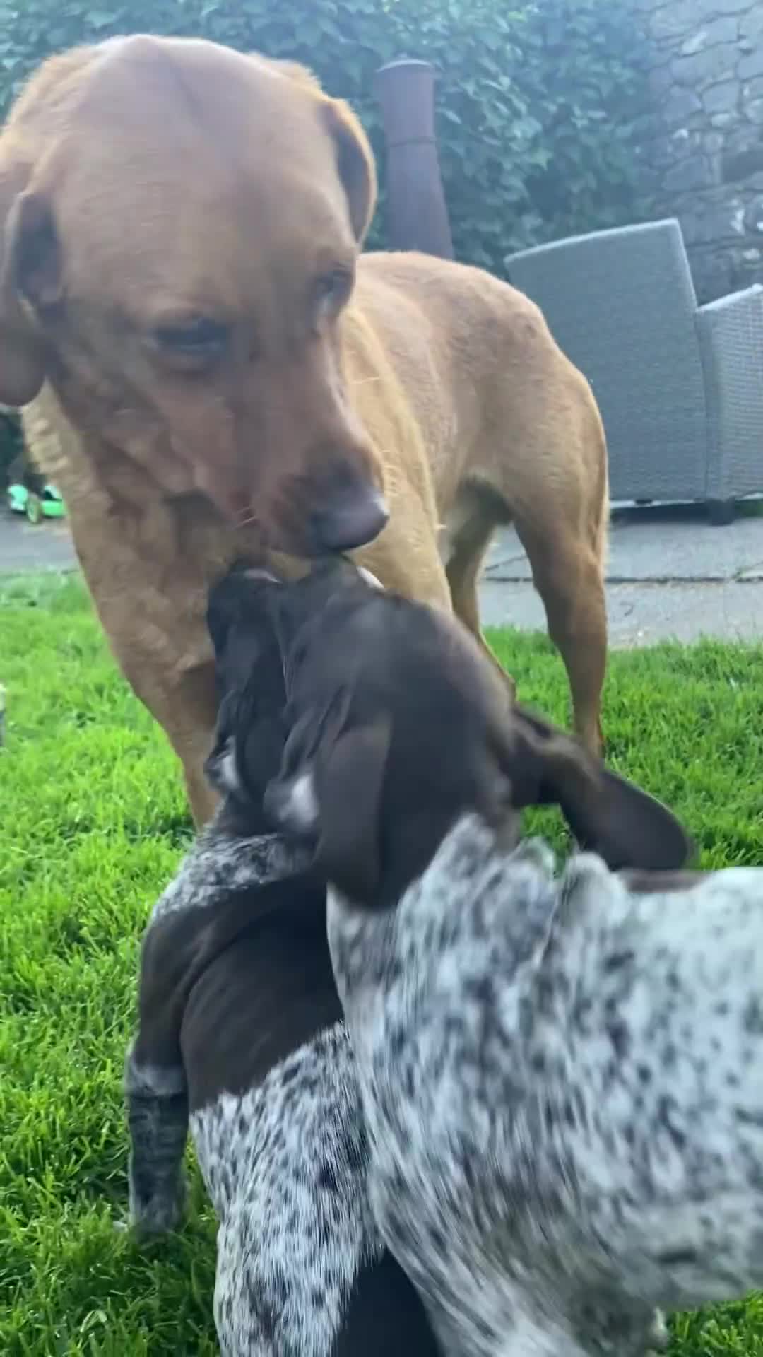 German Shorthaired Pointer dogs for sale: Stunning KC GSP puppies  - Video 2