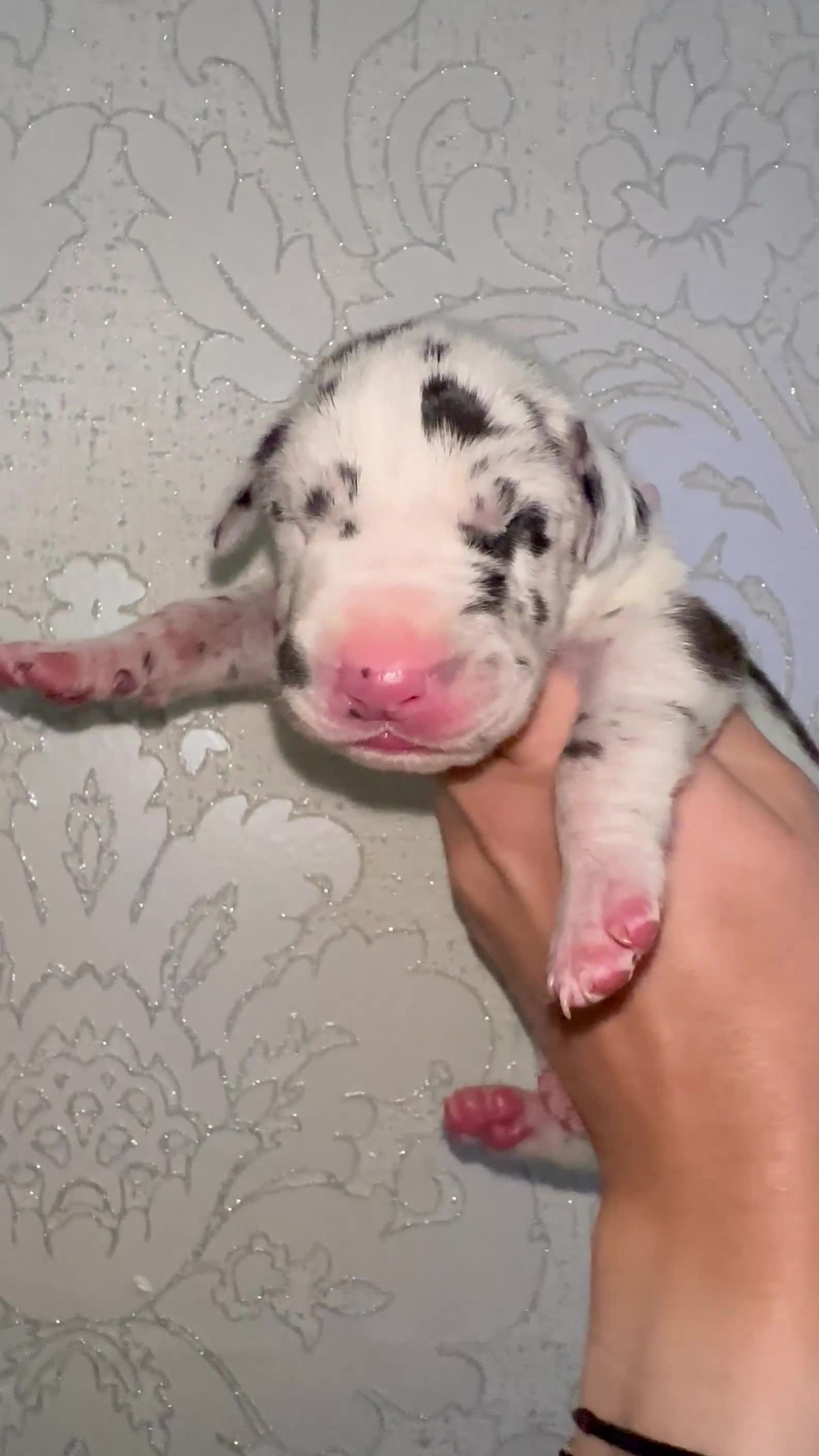 Great Dane dogs for sale: HARLIQUIN & BLACK PUPS KC REGISTERED  - Video 5