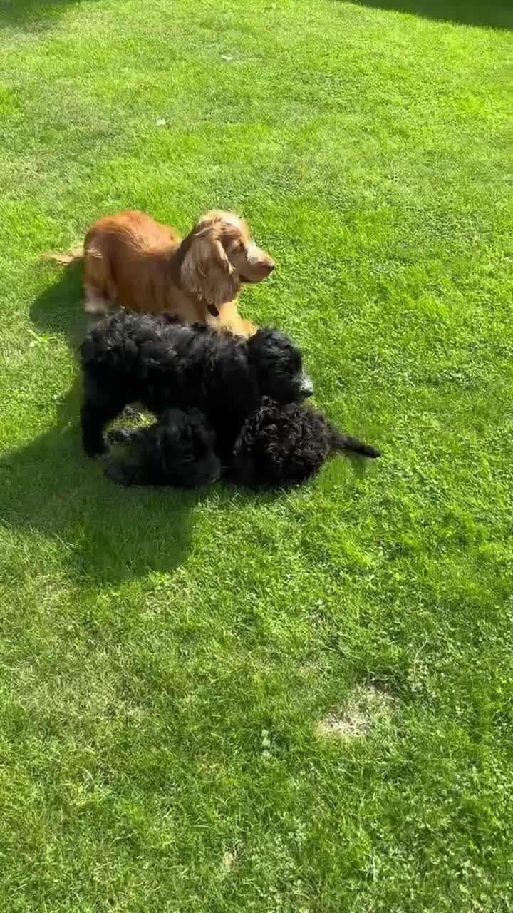 Cockapoo dogs for sale: Cockapoo in Folkestone - Video 1