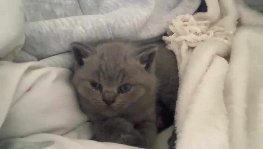 British Shorthair cats for sale: Stunning British Shorthair ready to reserve  - Video 4