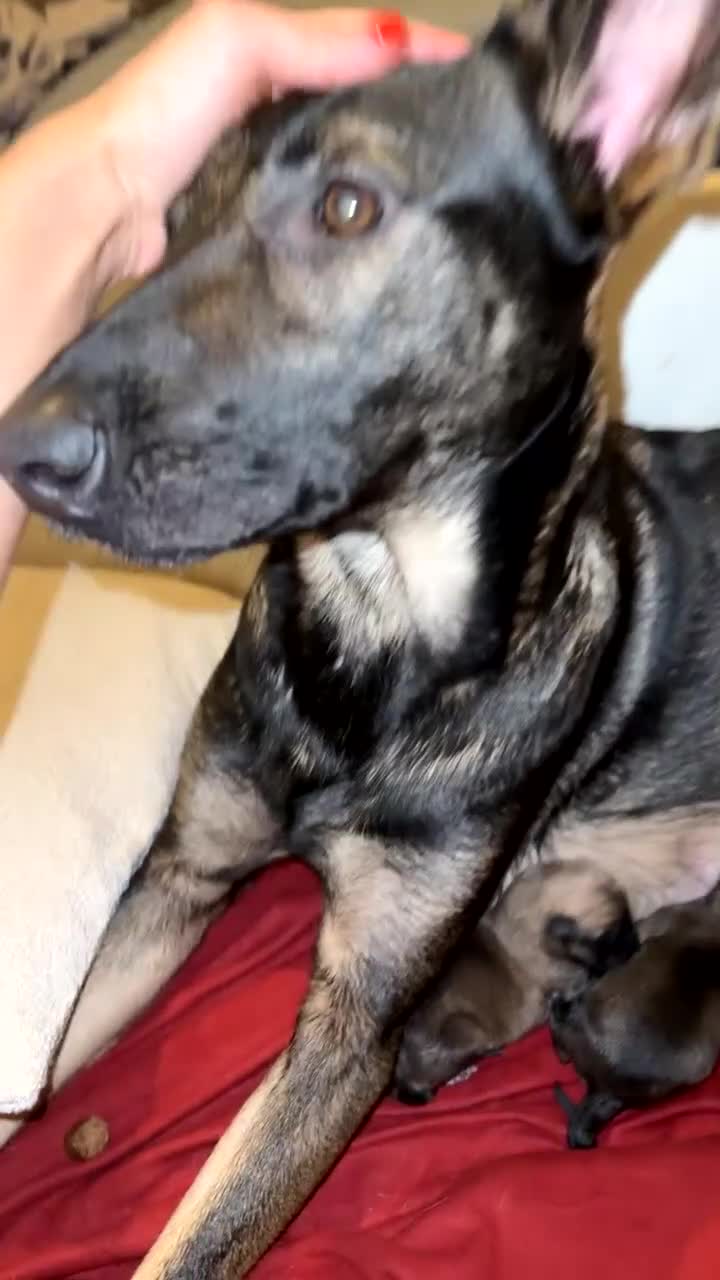 Belgian Shepherd Dog dogs for sale: Belgian Malinois Puppies - Video 1