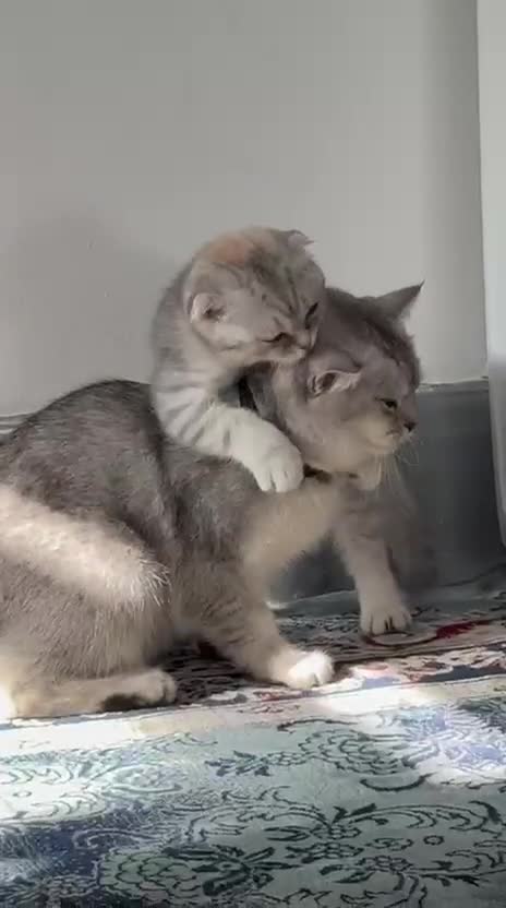 British Shorthair cats for sale: Beautiful British Shorthair & Scottish Fold in Clacton-on-Sea - Video 2