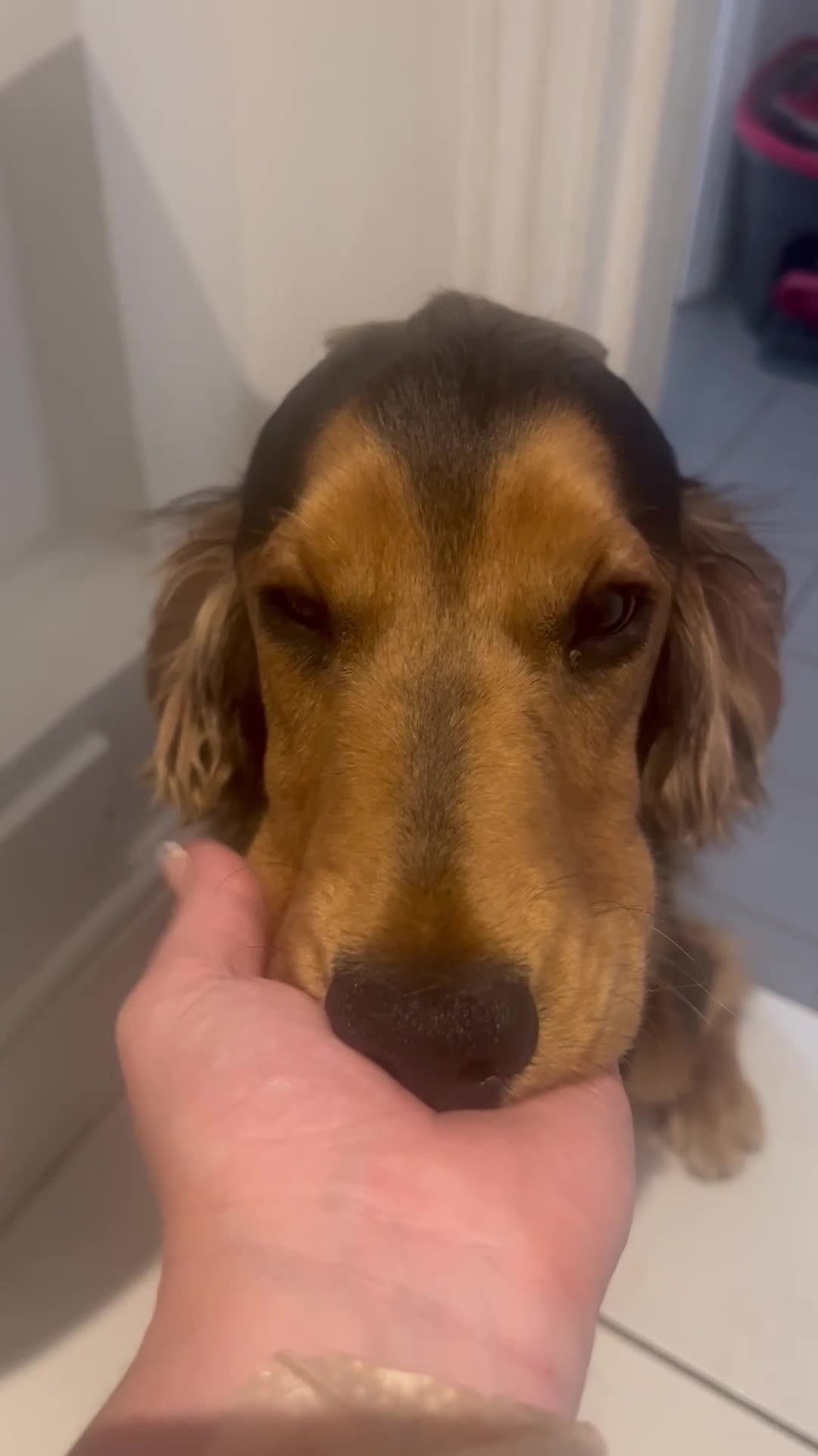 Cocker Spaniel dogs for sale: Chocolate Sable English Cocker Spaniel - Video 1