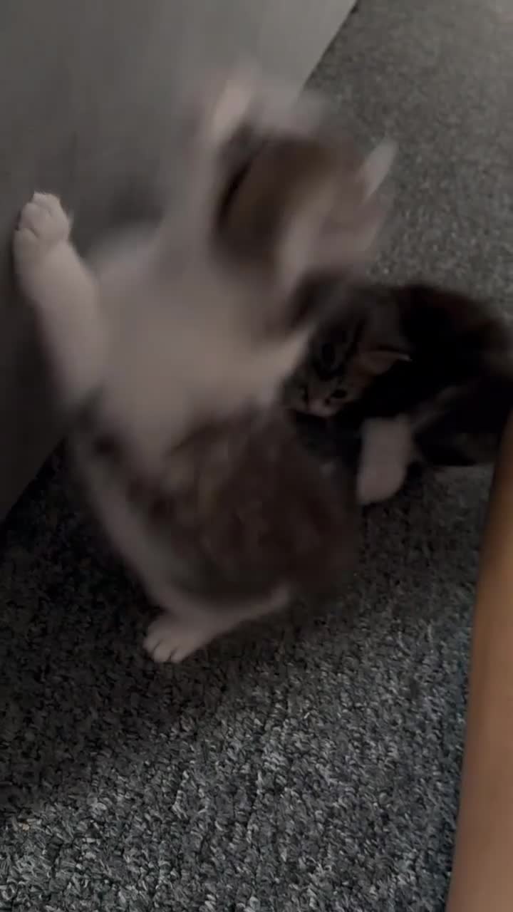 Mixed Breed cats for sale: 4 kittens for sale ready now  - Video 1