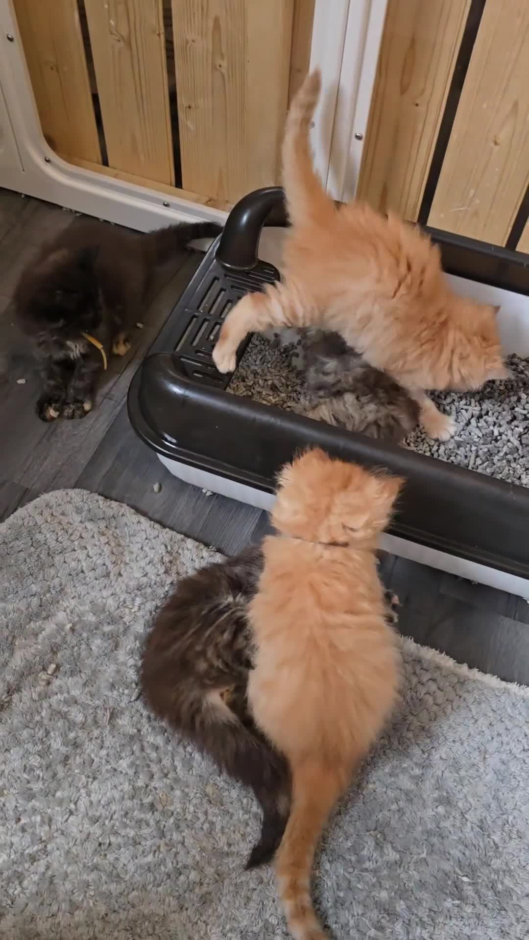 Maine Coon cats for sale: Maine Coon Kittens Tortie/Torbie Russian lines - Video 4