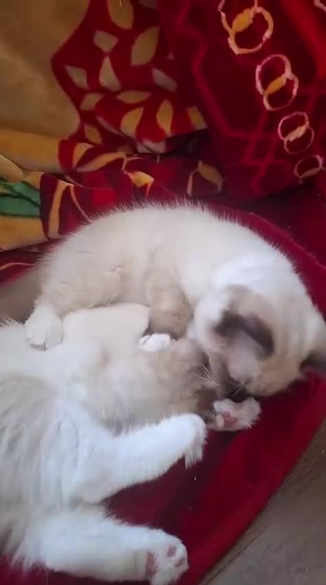 Ragdoll cats for sale: LAST ONE - female seal point mitted Ragdoll kitten - Video 1