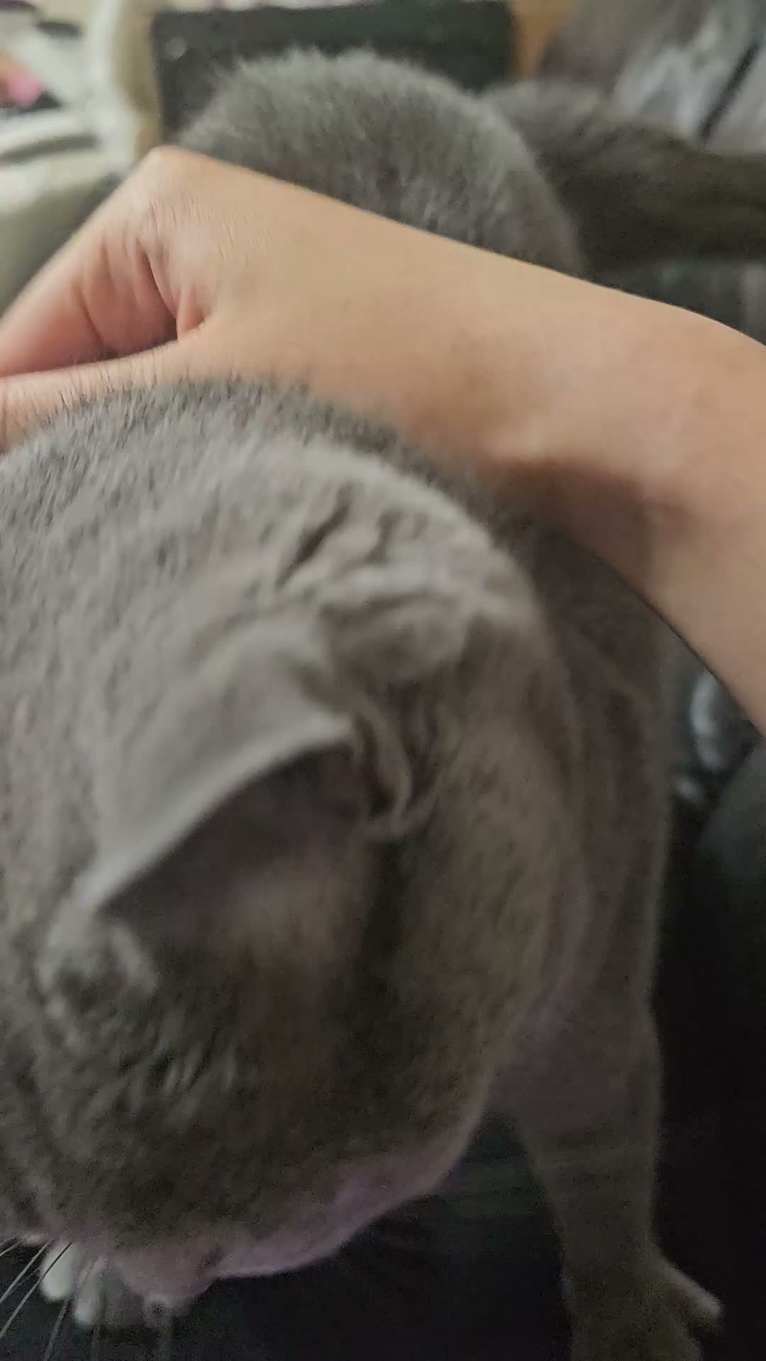 British Shorthair cats for sale: Blue British shorthair female (2y old) in Northwich - Video 1