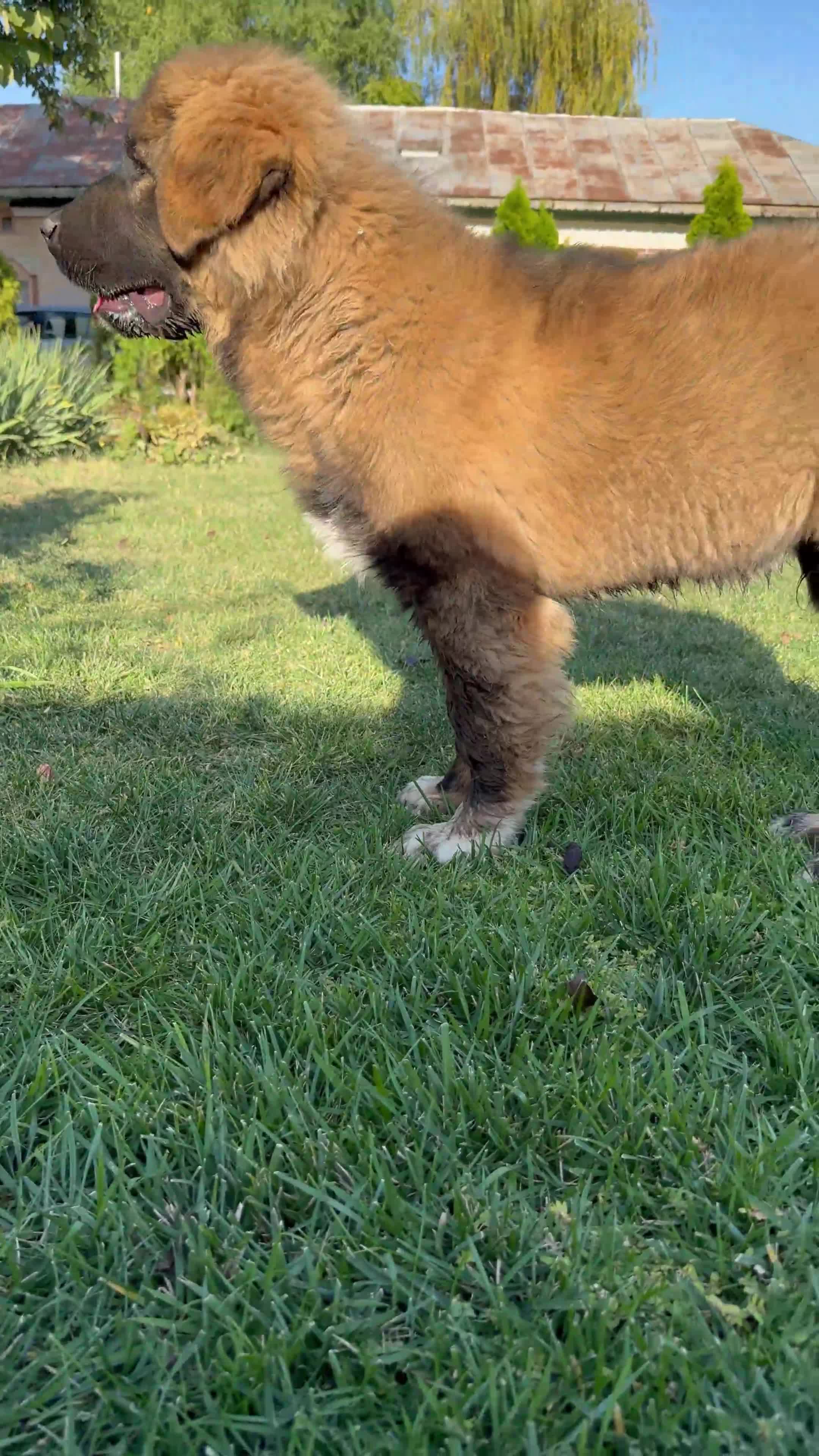 Caucasian Shepherd Dog dogs for sale: Russian champion blood line Caucasian puppy 1 male - Video 2