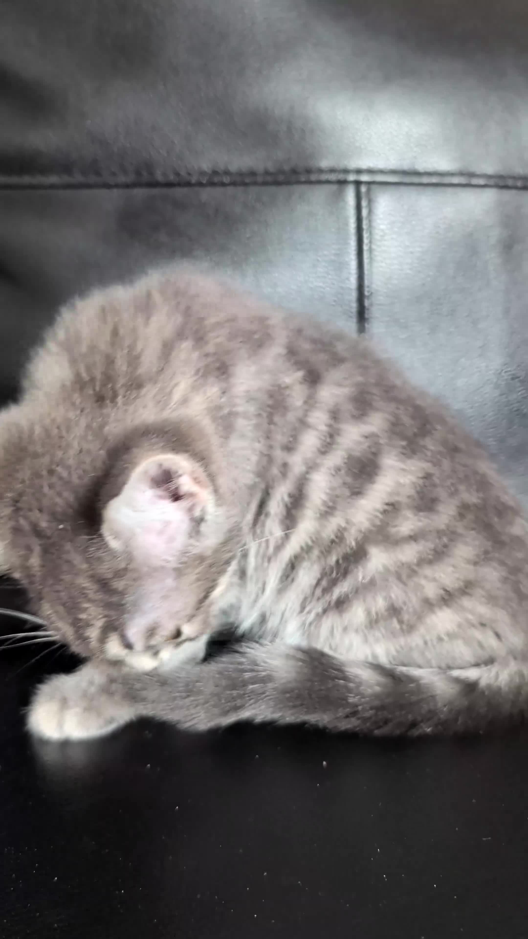Mixed Breed cats for sale: Grey Tabby Female Kitten – British Shorthair Mix - Video 1