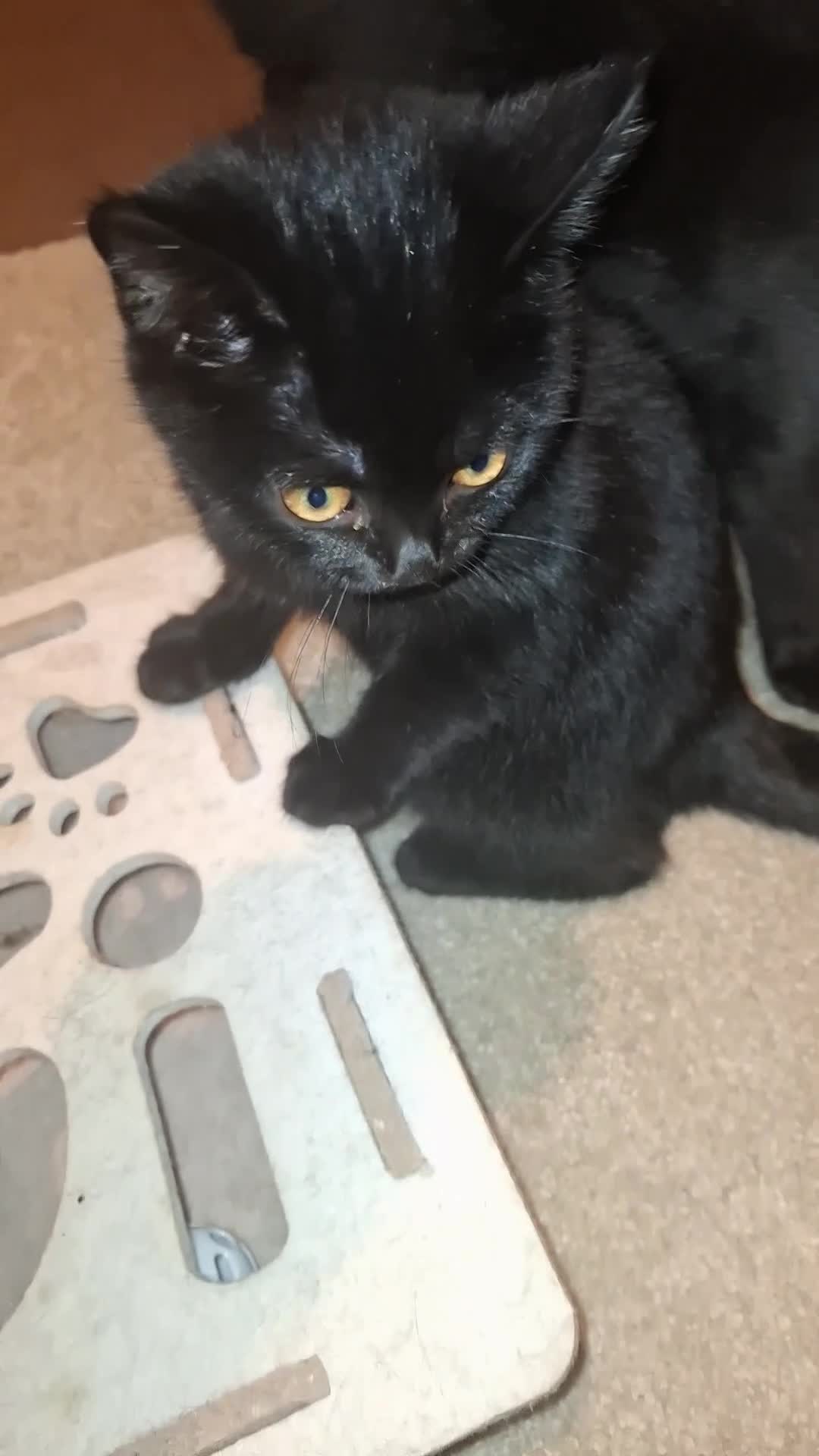 Mixed Breed cats for sale: ADORABLE FEMALE MIXED BRITISH SHORTHAIR KITTENS - Video 1