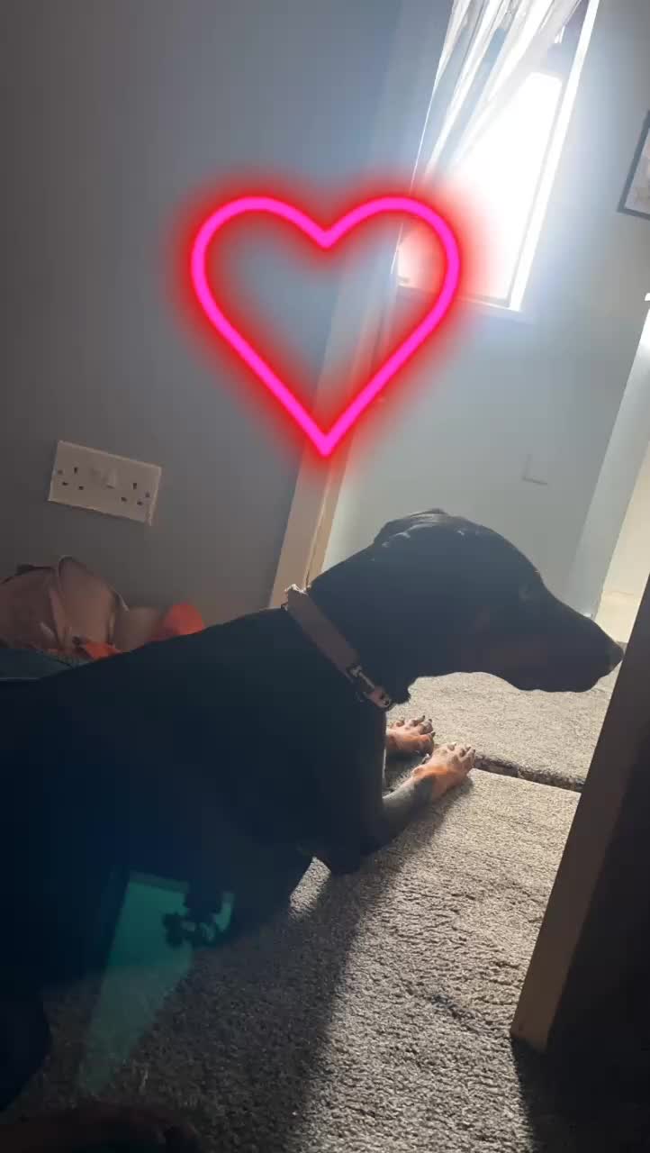 Dobermann dogs for sale: Loving, Cat-Free Home for Wonderful Doberman Girl - Video 4