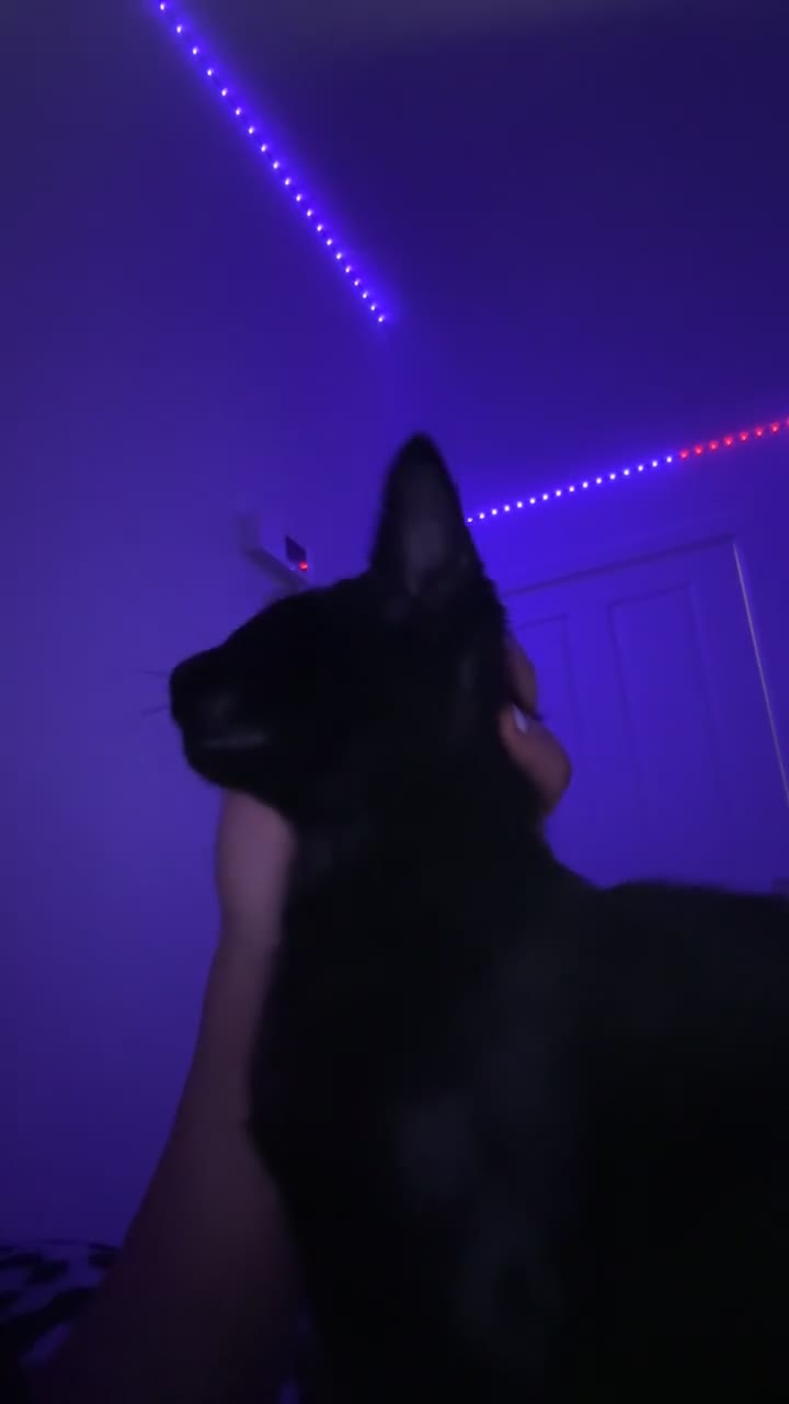 Mixed Breed cats for sale: 2 male kittens  in Edinburgh - Video 2