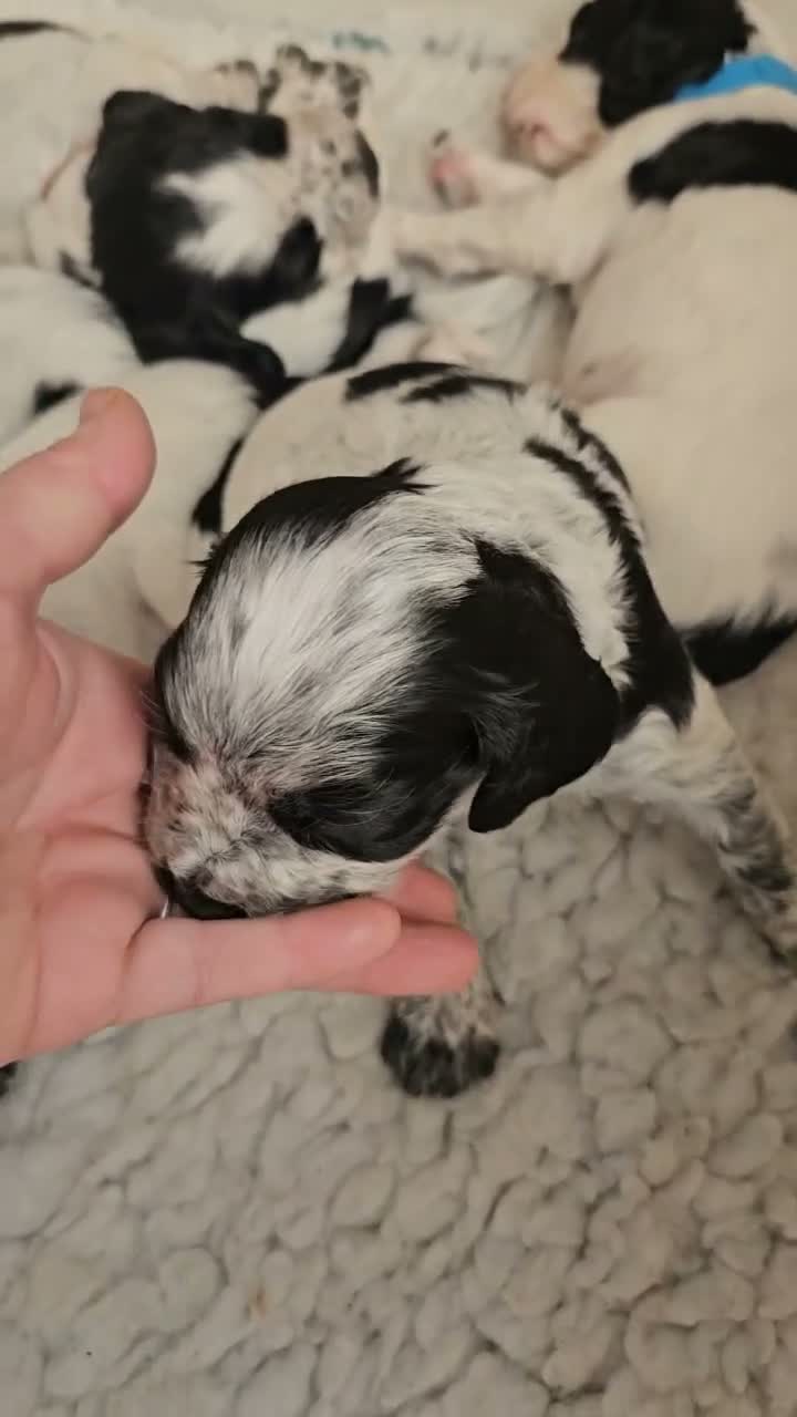 Cocker Spaniel dogs for sale: Beautiful Blue roan cocker spaniels for sale - Video 1