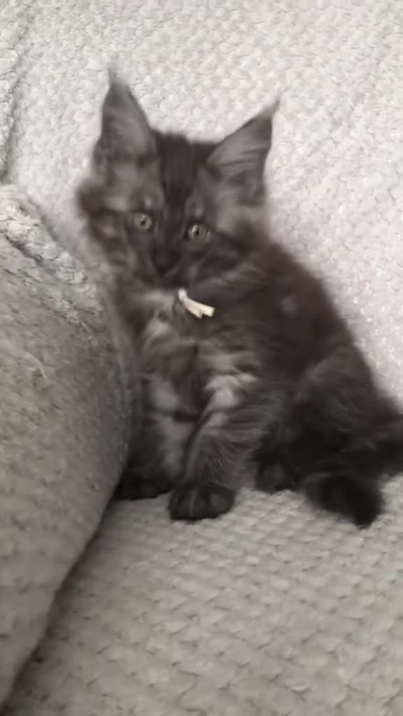 Maine Coon cats for sale: MaineCoon Kittens 2Girls Black Smoke Ready toleave - Video 2