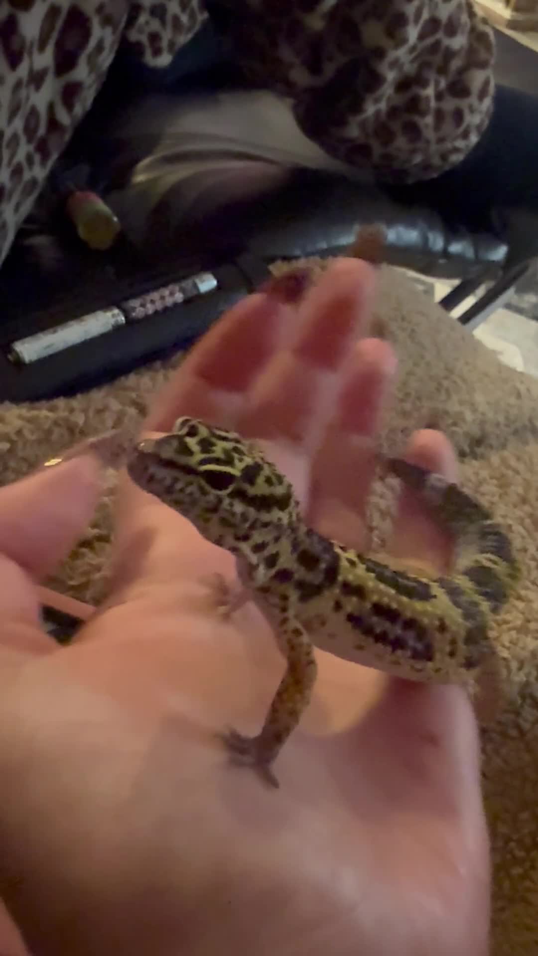 Leopard Gecko reptiles for sale: Beautiful female leopard gecko & set up  - Video 2