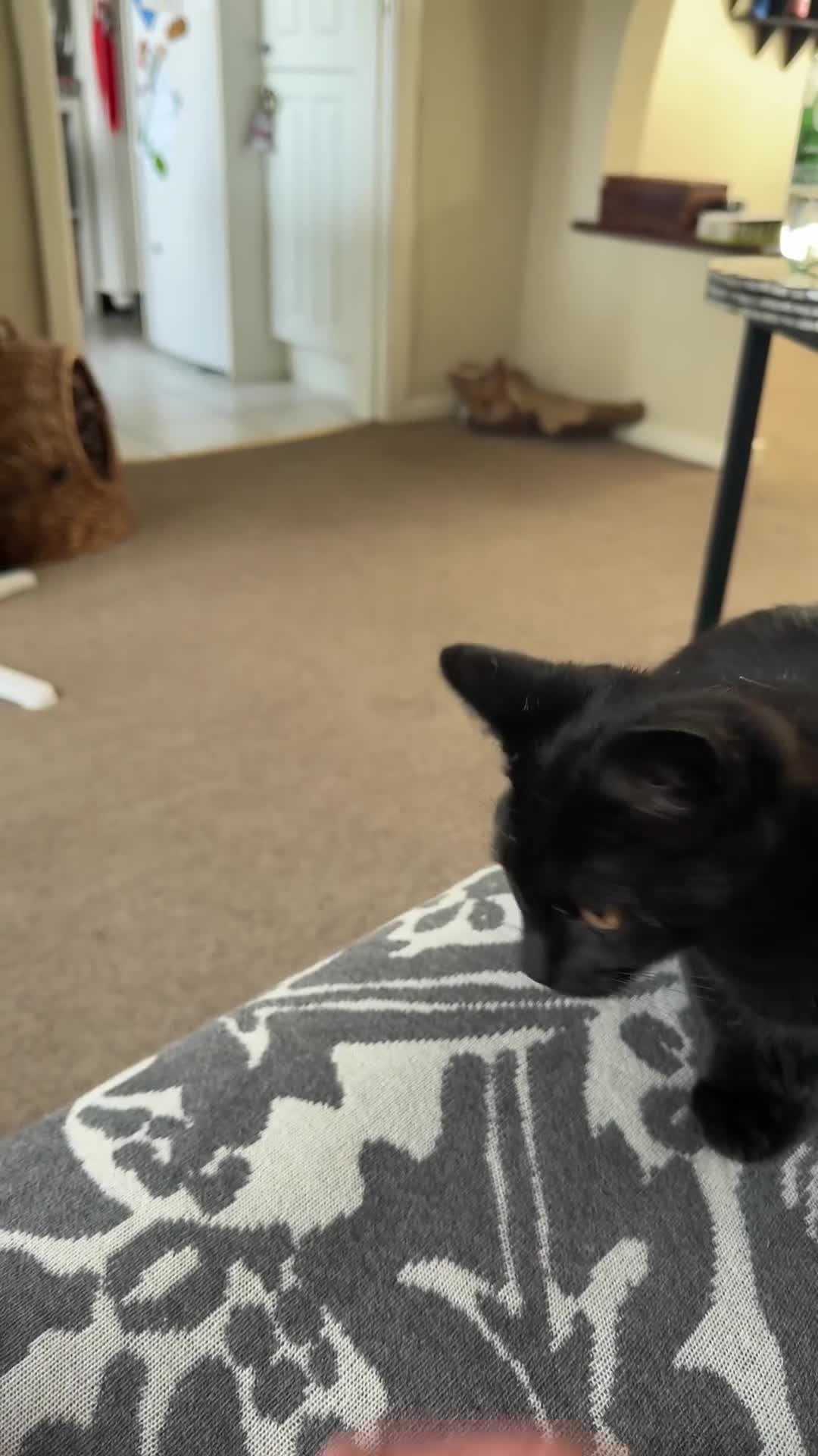 British Shorthair cats for sale: British Shorthair Beautiful kitten LAST ONE £150 - Video 2