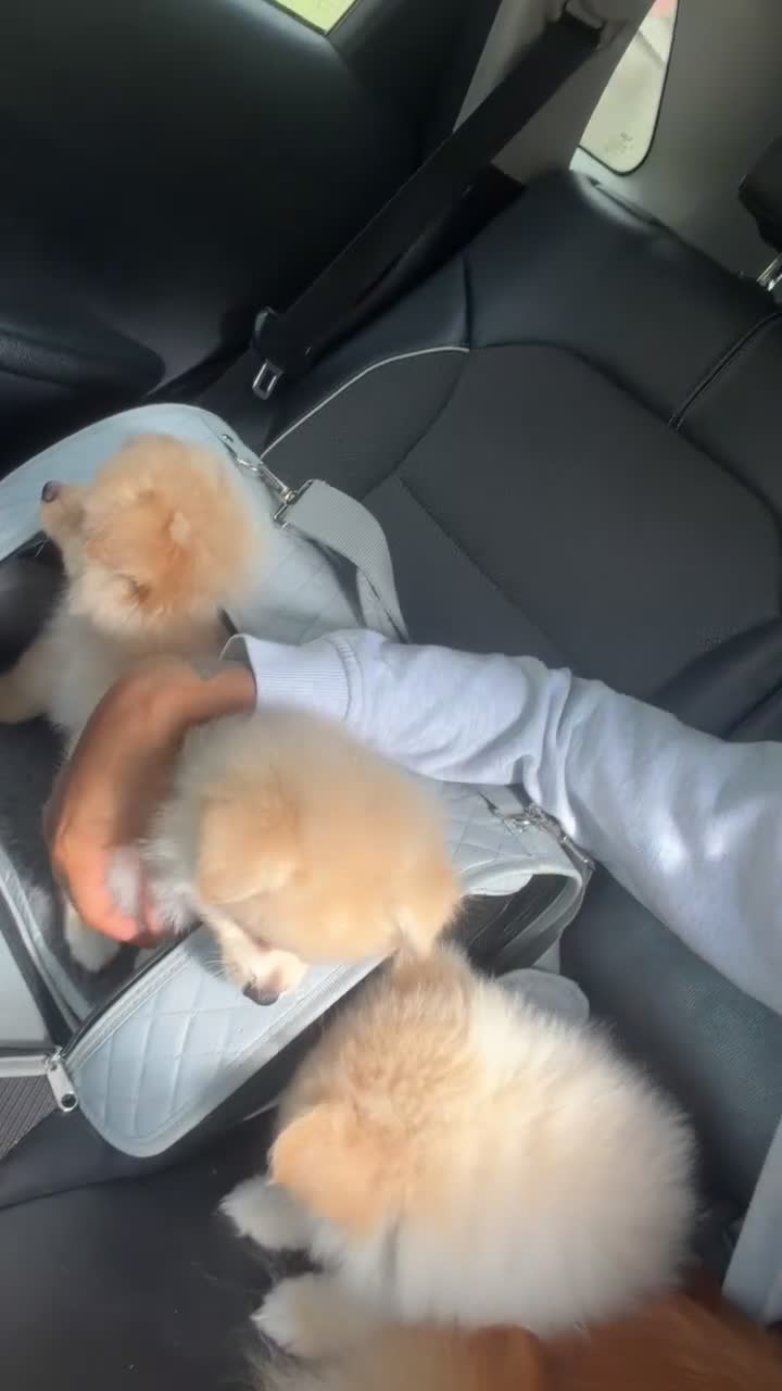 Pomsky dogs for sale: King – Stunning Bronde Pomeranian Boy - Video 4