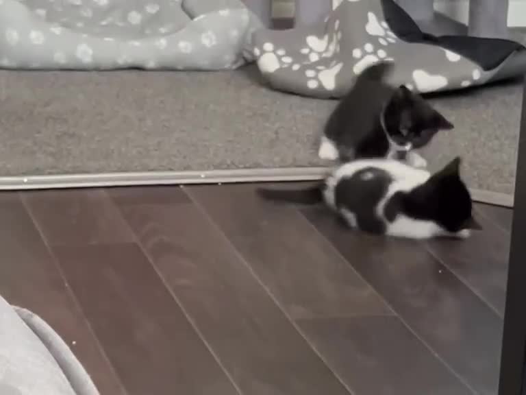 British Shorthair cats for sale: Kittens for sale - Video 1