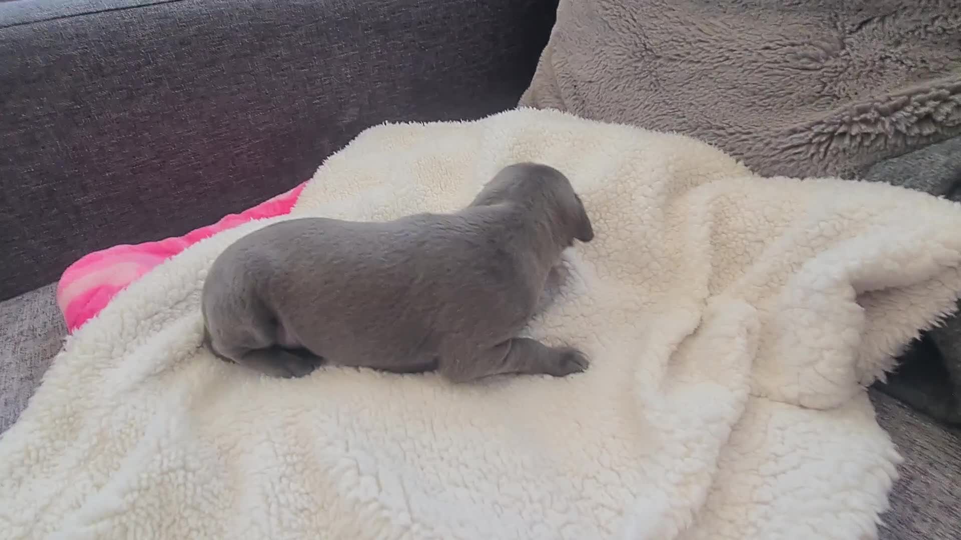 Italian Greyhound dogs for sale: 4 stunning Italian greyhound puppies  - Video 3