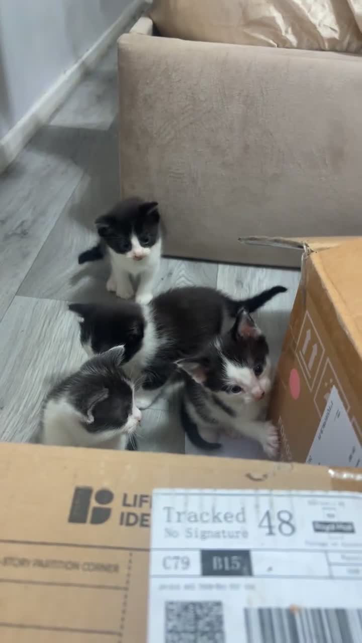 British Shorthair cats for sale: black and white gorgeous short hair kittens ready - Video 1